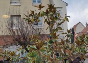 Entretien espaces verts - février